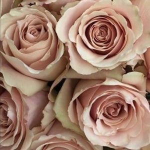 Meet your Posher, Chablis